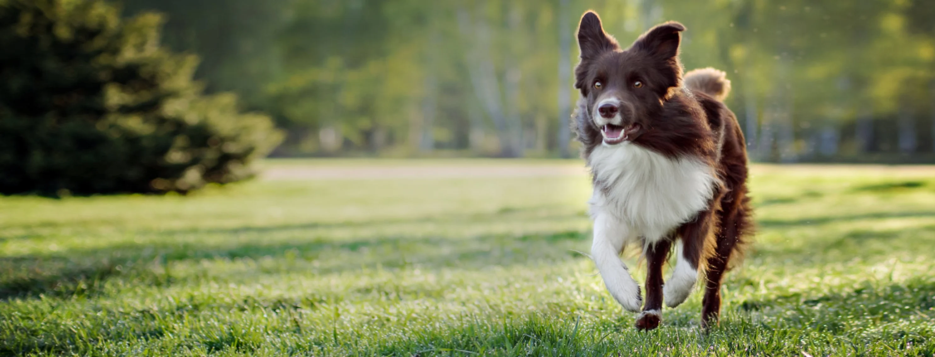 Border Collie (Dog) Running Through a Grassy Field
